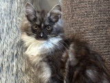 Vente de 2 chatons Maine Coons LOOF de septembre 2025