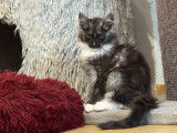 Vente de 2 chatons Maine Coons LOOF de septembre 2025