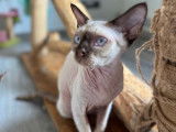 1 chaton Devon Rex m&acirc;le, chocolat point LOOF d'avril 2025 &agrave; vendre