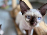 1 chaton Devon Rex m&acirc;le, chocolat point LOOF d'avril 2025 &agrave; vendre