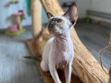 1 chaton Devon Rex m&acirc;le, chocolat point LOOF d'avril 2025 &agrave; vendre