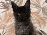 1 chaton femelle Maine Coon n&eacute;e en ao&ucirc;t 2025 &agrave; vendre (non-LOOF)