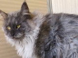 1 chat m&acirc;le Maine Coon LOOF &agrave; vendre