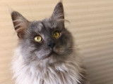 1 chat m&acirc;le Maine Coon LOOF &agrave; vendre