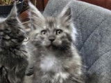 5 chatons Maine Coons n&eacute;s en septembre 2025 &agrave; vendre (LOOF)