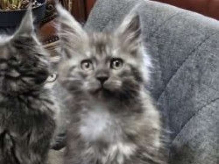 5 chatons Maine Coons nés en septembre 2025 à vendre (LOOF)