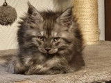 5 chatons Maine Coons nés en septembre 2025 à vendre (LOOF)