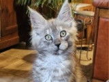 5 chatons Maine Coons nés en septembre 2025 à vendre (LOOF)