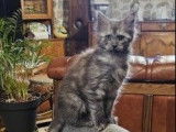 5 chatons Maine Coons nés en septembre 2025 à vendre (LOOF)