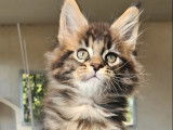 &Agrave; vendre, un chaton m&acirc;le Maine Coon LOOF n&eacute; en octobre 2025