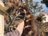 &Agrave; vendre, un chaton m&acirc;le Maine Coon LOOF n&eacute; en octobre 2025