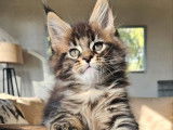 &Agrave; vendre, un chaton m&acirc;le Maine Coon LOOF n&eacute; en octobre 2025