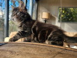 &Agrave; vendre, un chaton m&acirc;le Maine Coon LOOF n&eacute; en octobre 2025