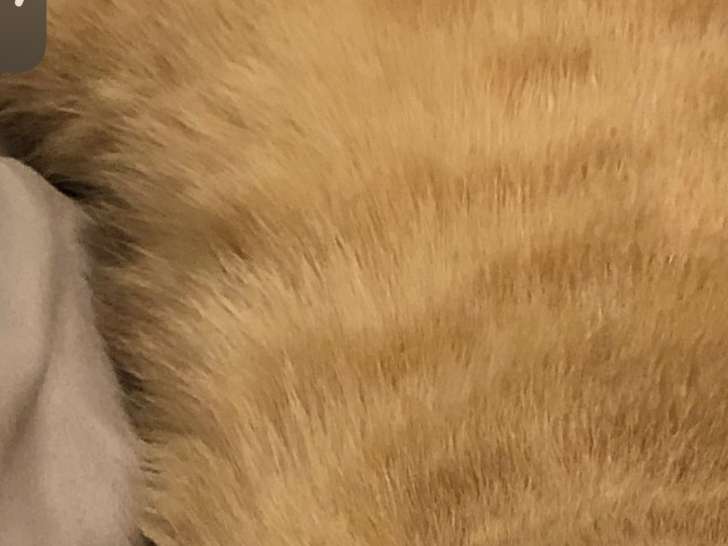 Chat m&acirc;le disponible pour saillie