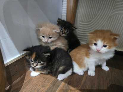 Adorableschatons Maine Coon disponibles &agrave; la r&eacute;servation