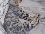 Chatte Bengal silver spotted LOOF &agrave; vendre