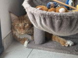 Mise en vente d'un chaton m&acirc;le Maine Coon LOOF