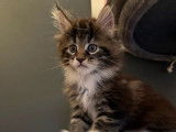 2 chatons Maine Coons LOOF n&eacute;s en septembre 2025 &agrave; r&eacute;server