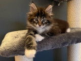 2 chatons Maine Coons LOOF n&eacute;s en septembre 2025 &agrave; r&eacute;server