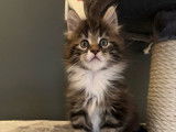 2 chatons Maine Coons LOOF n&eacute;s en septembre 2025 &agrave; r&eacute;server