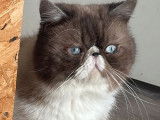 1 chat Exotic Shorthair LOOF &agrave; vendre
