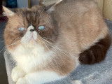 1 chat Exotic Shorthair LOOF &agrave; vendre