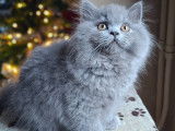 Chaton British Longhair bleu &agrave; vendre