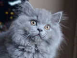 Chaton British Longhair bleu &agrave; vendre