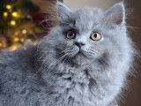 Chaton British Longhair bleu &agrave; vendre