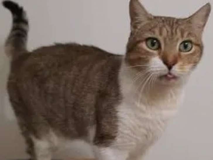 En attente d'une famille : chatte tigrée blanche