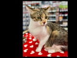 Adoption disponible : chatte tricolore