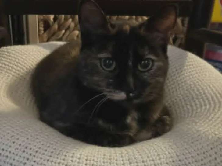 Chaton femelle de 6 mois à adopter