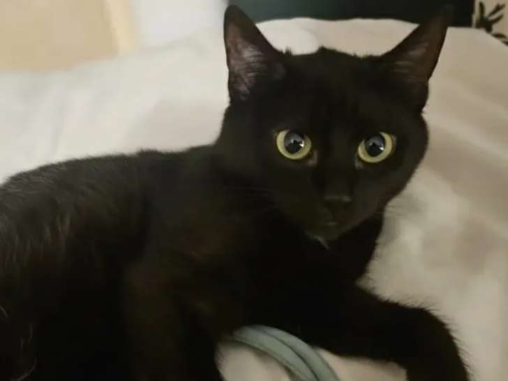 Chatonne noire en attente d'adoption