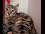 Chaton femelle de 8 mois en qu&ecirc;te d'une famille