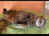 Adoption disponible : chatte tigr&eacute;e