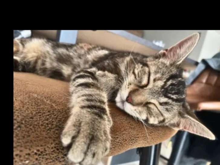 Adoption disponible : chaton femelle de 9 mois