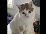 Adoption disponible : chat &acirc;g&eacute; de 2 ans