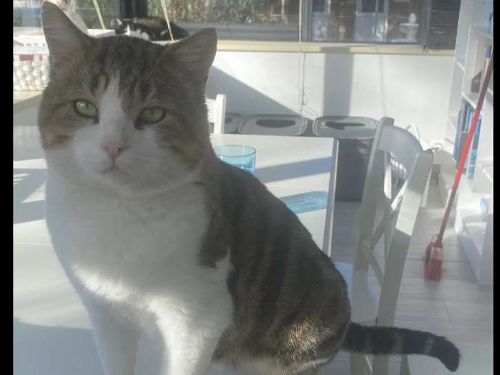 Chat tigré blanc à la recherche d'une famille