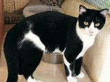 &Agrave; la recherche d'une famille, chat noir et blanc