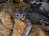Chatons Sphynx à vendre