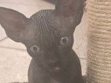 Chatons Sphynx à vendre