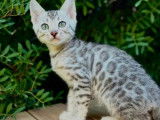 Des chatons Bengal LOOF &agrave; vendre