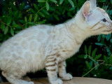 Des chatons Bengal LOOF &agrave; vendre