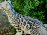 Des chatons Bengal LOOF &agrave; vendre