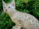 Des chatons Bengal LOOF &agrave; vendre