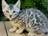 Des chatons Bengal LOOF &agrave; vendre