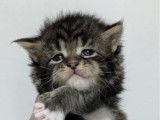 Chatons Maine Coon &agrave; r&eacute;server (non LOOF)