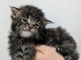 Chatons Maine Coon &agrave; r&eacute;server (non LOOF)