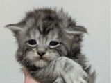 Chatons Maine Coon &agrave; r&eacute;server (non LOOF)
