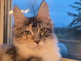 1 chatonne Maine Coon brown LOOF &agrave; vendre